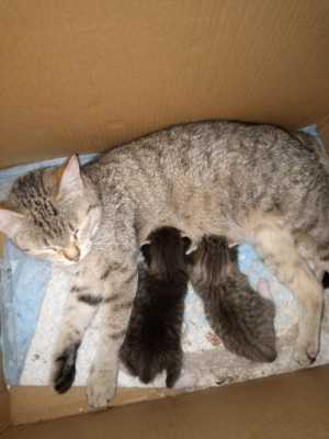 Отдам котят, мама крысолов.
