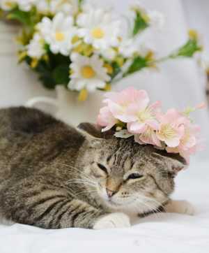 кошечка ищет дом
