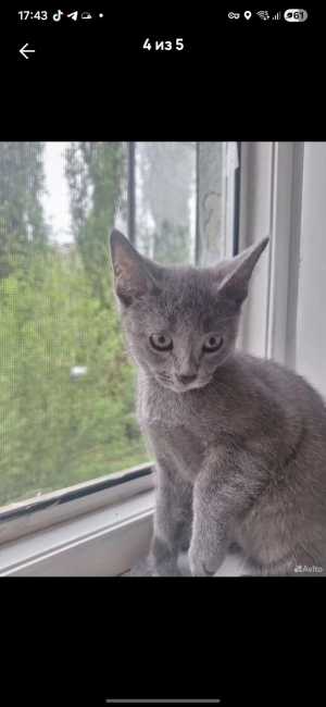 котенок русская голубая