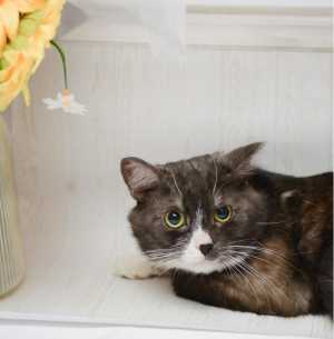 котик ищет дом