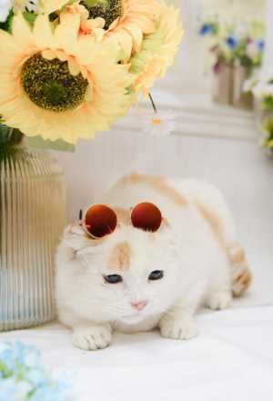 котик ищет дом