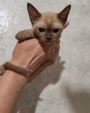 Бурманские котята