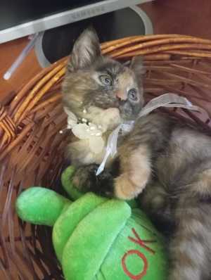 Кошечка ищет дом кушает всё лоток знает на ура