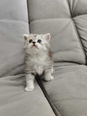Продам Шотландских вислоухих котят.