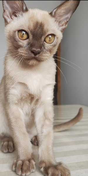 Бурманский котенок