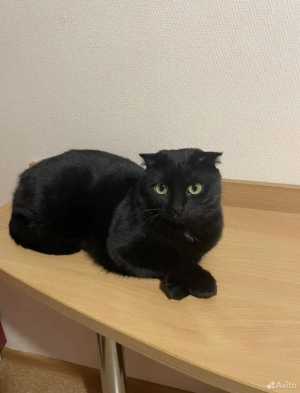 Отдам Котика в добрые руки
