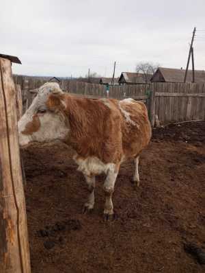 Продам стельную корову