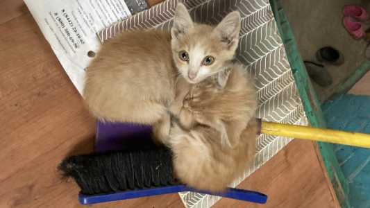 Котята весёлые, общительные, смешные и смелые.2,5 месяца.