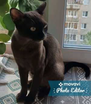 Кошки