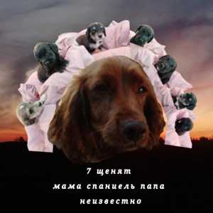 Отдам в хорошие руки