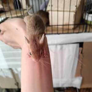Отдам даром малый дегу и двух взрослых бельчат