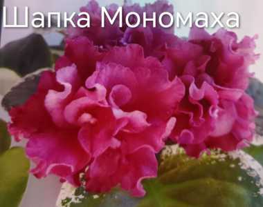 Фиалка