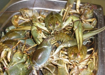 Раки