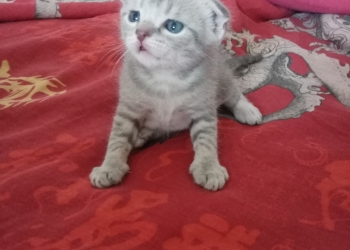 Котенок