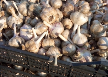 Продаю чеснок "Любаша"