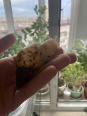 улитки ретикулята