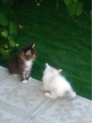 Котята