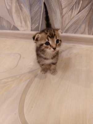 Продам Котят