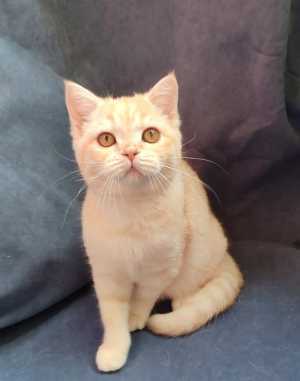 Британские кошки и коты