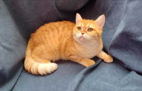 Шотландские кошки, коты