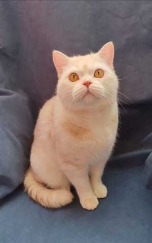 Шотландские коты и кошки