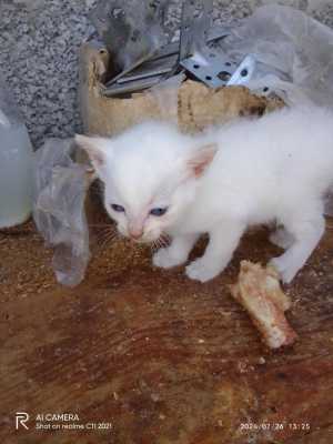 Кота