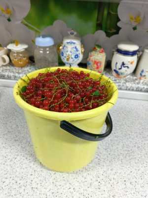 Смородина красная