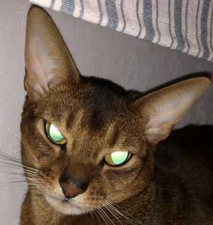 Кот абиссинский