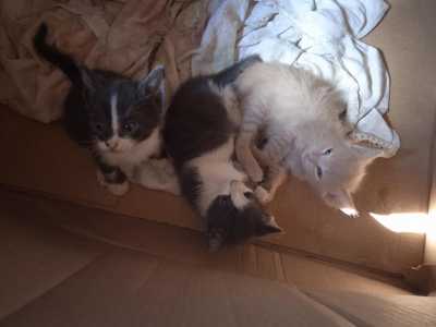 Котята