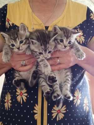 Британские котята.