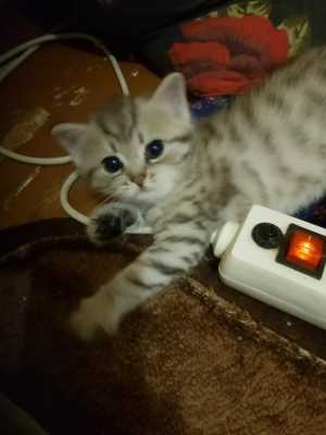 Котята, родились 5 июня