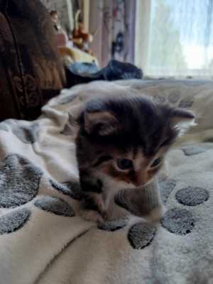 Отдам котенка