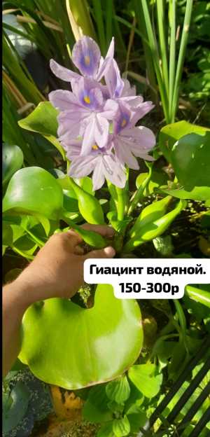 Гиоцинты