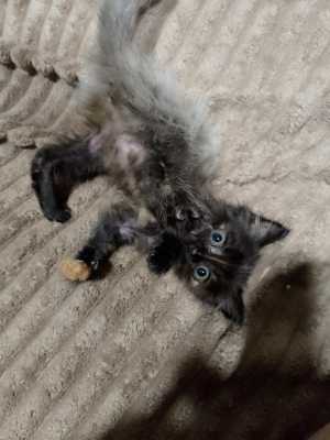 Котятки