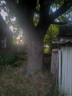 Продам дуб