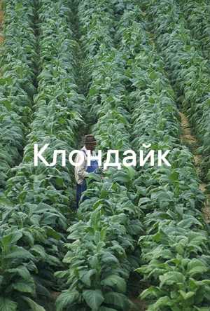 Удобрения для сада и огорода