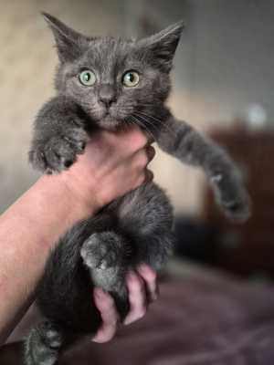 Котенок Пепел