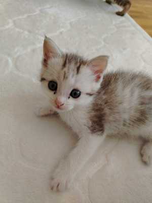Кошки
