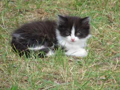 Котята