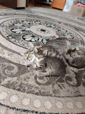 Котята