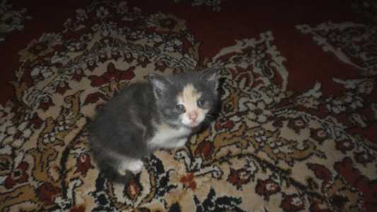 Котята бесплатно