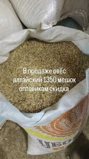 Овёс
