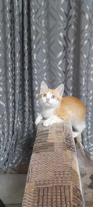 Котята