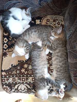 Котята