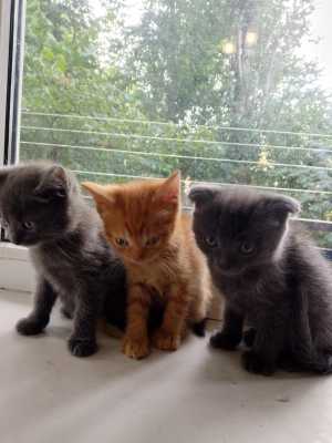 Кошки