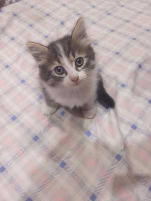 Котёнок