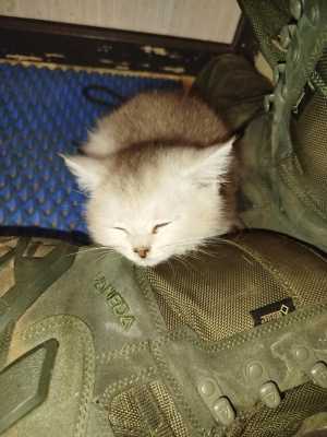 Котята
