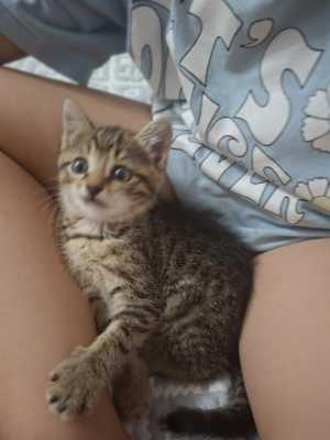 Котёночек