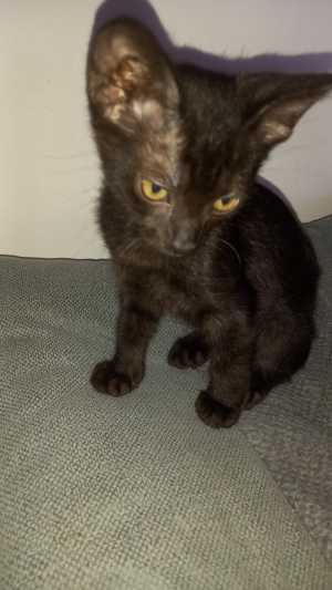 Котик