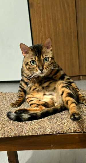 ВЯЗКА БЕНГАЛЬСКИЙ КОТИК